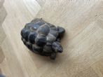 Spur Thighed : Male approx 10 years old (Tomato)